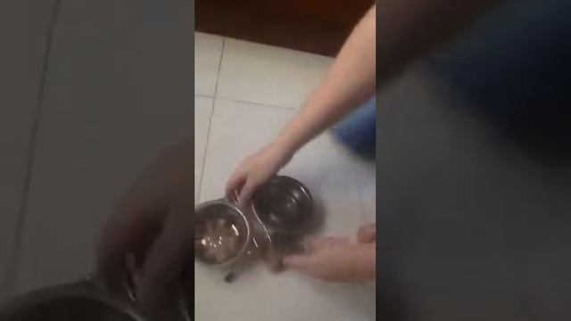 Кошка Аниса захотела съесть игрушечную мышь смотреть онлайн