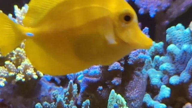 Finally a update ( sorry guys ), Pico alive or not смотреть онлайн