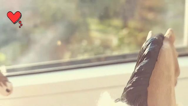 клип лошадей шляйх не улетай