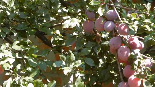 И снова алыча, урожай 2021 смотреть онлайн