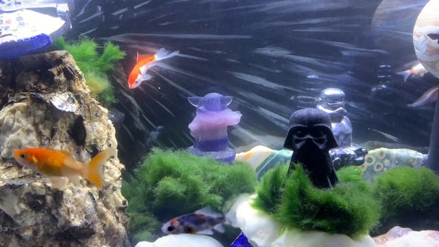 🧡#SHUBUNKIN AND #COMET GOLDFISH🧡 | ✨MAY THE 4TH BE WITH YOU!!✨ | 💠 HAT TRICK FARM 💠 |COMMON GOLDFIS смотреть онлайн