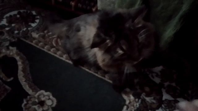 Кот Марс. 4 бой. Сегодня боец в ударе.