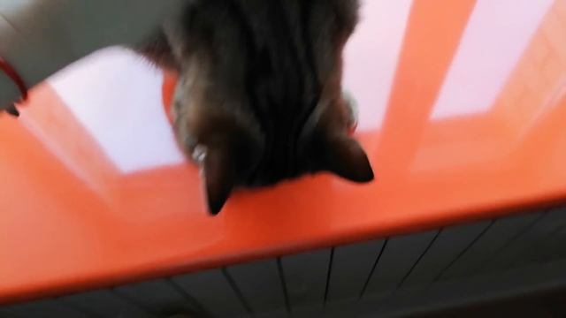 Котик кушает свою лапку смотреть онлайн