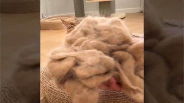 Силиконовая щетка для котов с паром #кошки #щеткадлякотов #щеткаспаром #пароваящетка смотреть онлайн