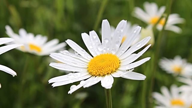 Занятие 14. Венера. Часть 3 смотреть онлайн