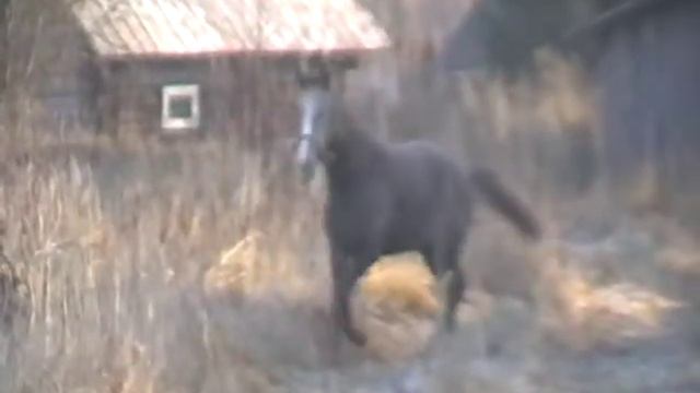 Глаша гуляет.12.11.18г. смотреть онлайн