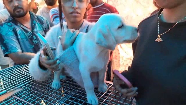 Galiff Street Pet Market Kolkata | Dog Puppy Price Update | Dog | Dog Market In Kolkata | Kolkata
