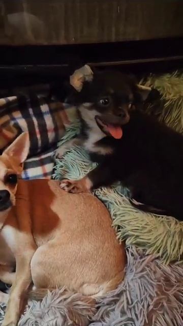 Шарм и его новая семья ,Марине Мажориковна Москва выпускники питомника чихуахуа Кастропуло Крым