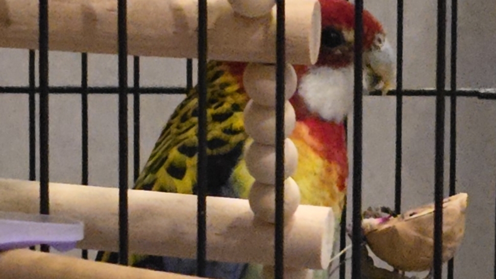 Овер и Макс