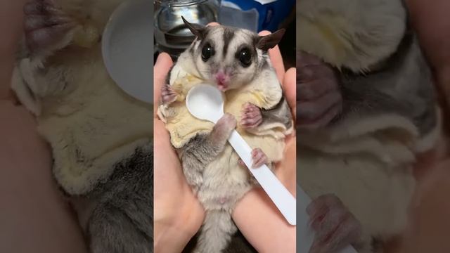 Sugar Glider Eating Zophobas morio & Cute смотреть онлайн