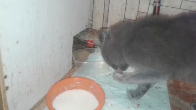 Кот пьёт лапой😂 смотреть онлайн