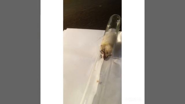 Обзор formica rufibarbis