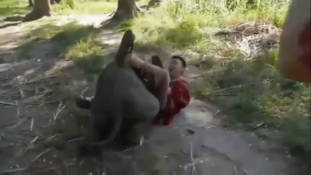 Слонёнок проказник смотреть онлайн