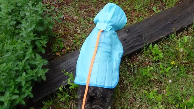雨の日にカッパを着てお散歩するねこ２。-Maru takes a walk in a raincoat 2.- смотреть онлайн