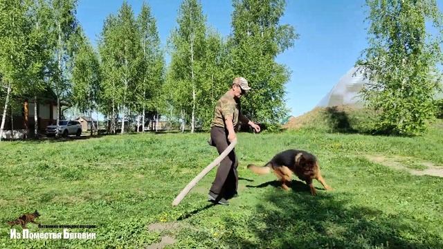 БОИНГ ИЗ ПОМЕСТЬЯ БОГОВИК (18 месяцев) - молодой кобель немецкой овчарки смотреть онлайн