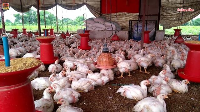 ब्रॉयलर मुर्गे को गर्मी से कैसे बचाये, सस्ता उपाय,पूरी जानकारी summer management in broiler poultry смотреть онлайн