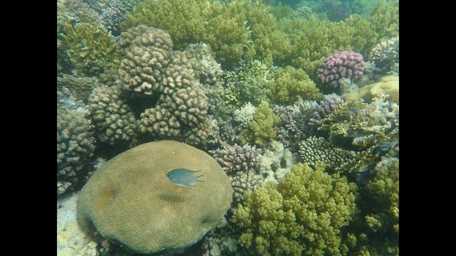 Egypt Marsa Alam 04 2022 uhd krátká verze смотреть онлайн