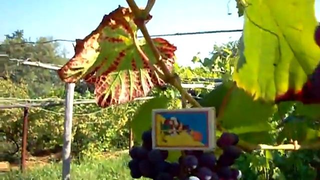 Кишмиш Унікальний смотреть онлайн