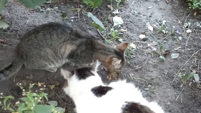 Кошкин сквер. Защита проекта смотреть онлайн