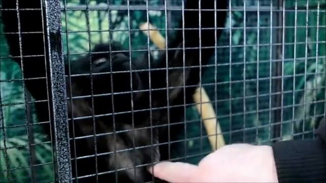 Обезьянки в городе Иркутск