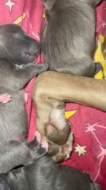 Прайтер❤️🐣🐣🐣☝️ #прайтер #pitbull #dog #голубойщенок #булли #питбультерьер #puppy #bully # смотреть онлайн