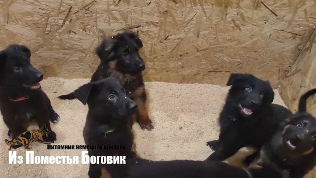 Помет "П" (2 мес) - щенки немецкой овчарки смотреть онлайн