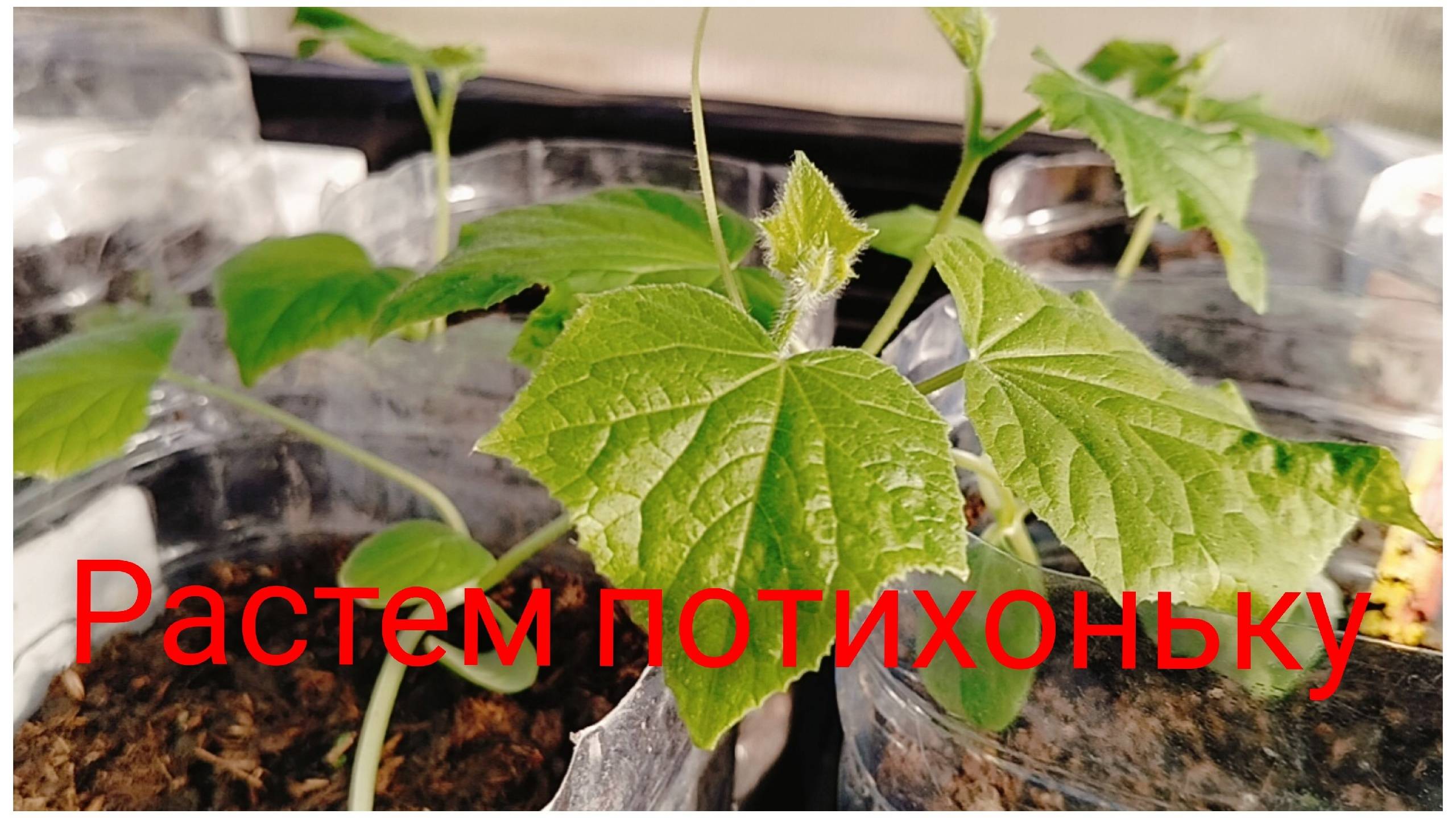 Прораб на больничном/Как доктор прописал.Нашли себе занятие/Плохих Тань не бывает))) смотреть онлайн