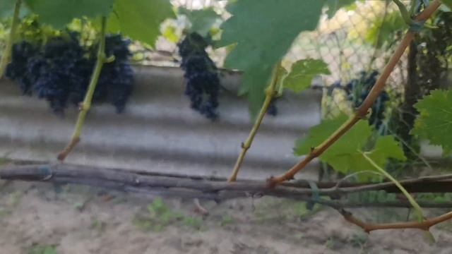 Дозріває виноград Рембо, Посланнік та перевірений десятиріччями сорт Надєжда АЗОС.13.09.23 північ смотреть онлайн