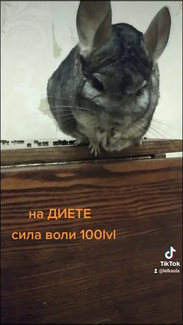 шиншилла на диете смотреть онлайн