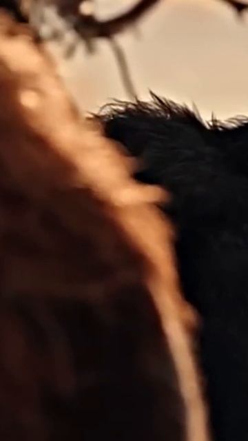 ¿Y Como Murió Cesar En El Planeta De Los Simios ? #elplanetadelossimios