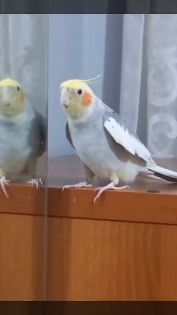Sultan papağanı şarkı söylüyor смотреть онлайн