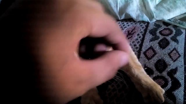 Самый милый котик в мире смотреть онлайн