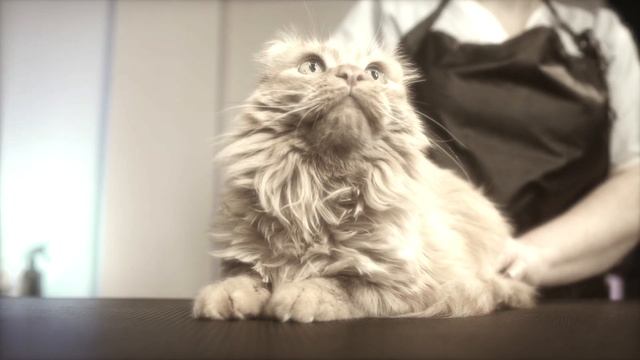 ОБО МНЕ...(ГРУСТНАЯ ИСТОРИЯ МОЕЙ ЖИЗНИ) смотреть онлайн