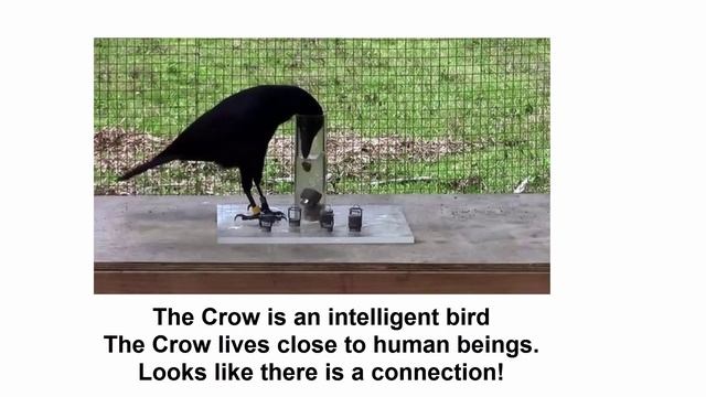 Crow feeding : One of the best Saturn remedy смотреть онлайн