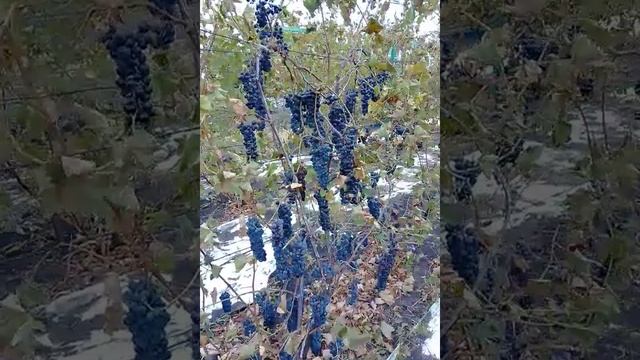 Сорт винограда Ливадийский Черный смотреть онлайн