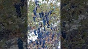 Сорт винограда Ливадийский Черный