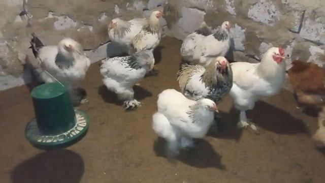 Baby Chicks 🐥 # brahma 224 day. Курчатка Брама 224 день смотреть онлайн
