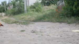 Чужие здесь не ходят...