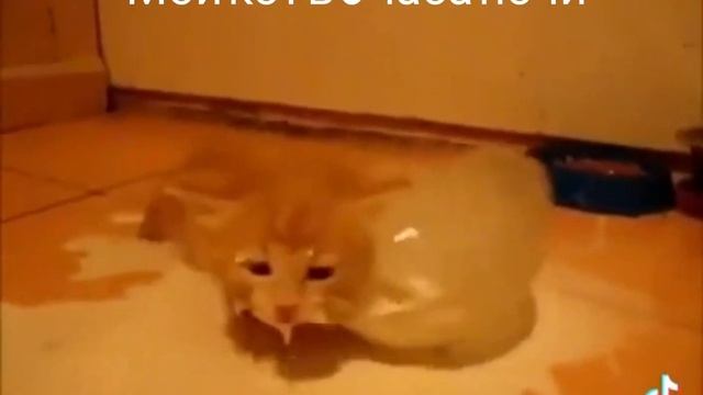 мой кот в 3 часа ночи смотреть онлайн