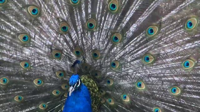 Amazing peacock Dancing 4k UltraHD, Peacock opening Feathers, Peacock LOVE 🦚# COSMOS SPECIES 🌍💕 смотреть онлайн
