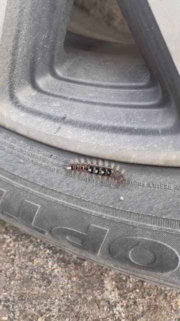 Грузовой шиномонтаж #волгоград #волгоград #шины #дальнобой #шиномонтаж #россия смотреть онлайн