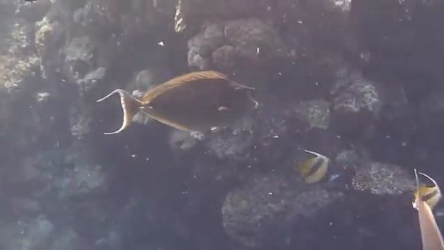 Egypt Marsa Alam Aurora Bay, shark смотреть онлайн