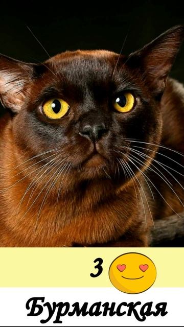 Топ-5 самых умных кошек в мире☺ #кошки #породы_кошек смотреть онлайн