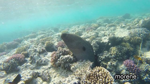 Hilton Marsa Alam Nubian Resort Diving and snorkeling смотреть онлайн