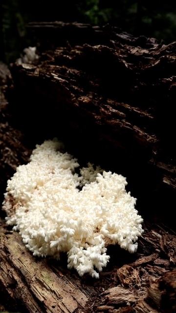 Вот это находка! Ежовик коралловидный. смотреть онлайн