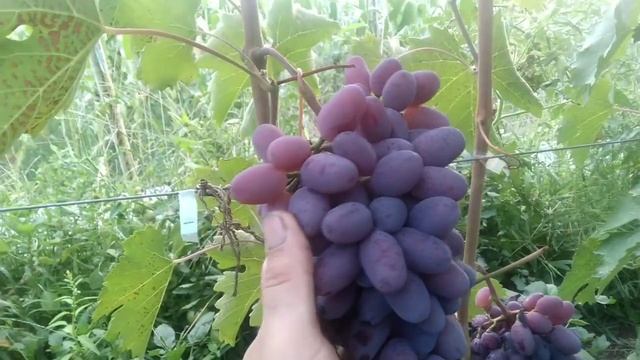 Лівія, Байканур, Мечта фермера.