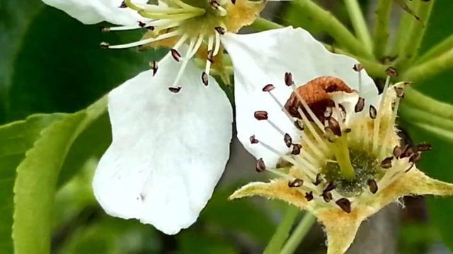 Груша цветёт смотреть онлайн