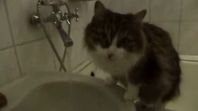 кошка пьет из под крана. смотреть онлайн