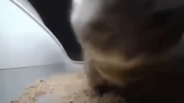 1 час чипи чипи чапа чапа