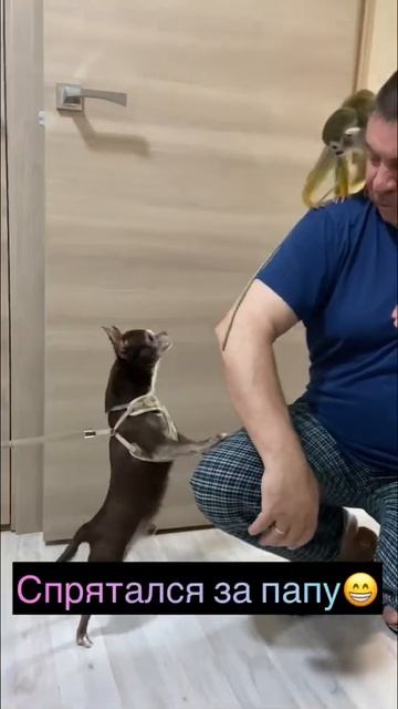 Финик #чихуа #милыеживотные смотреть онлайн